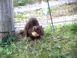 Pine martin at our back door