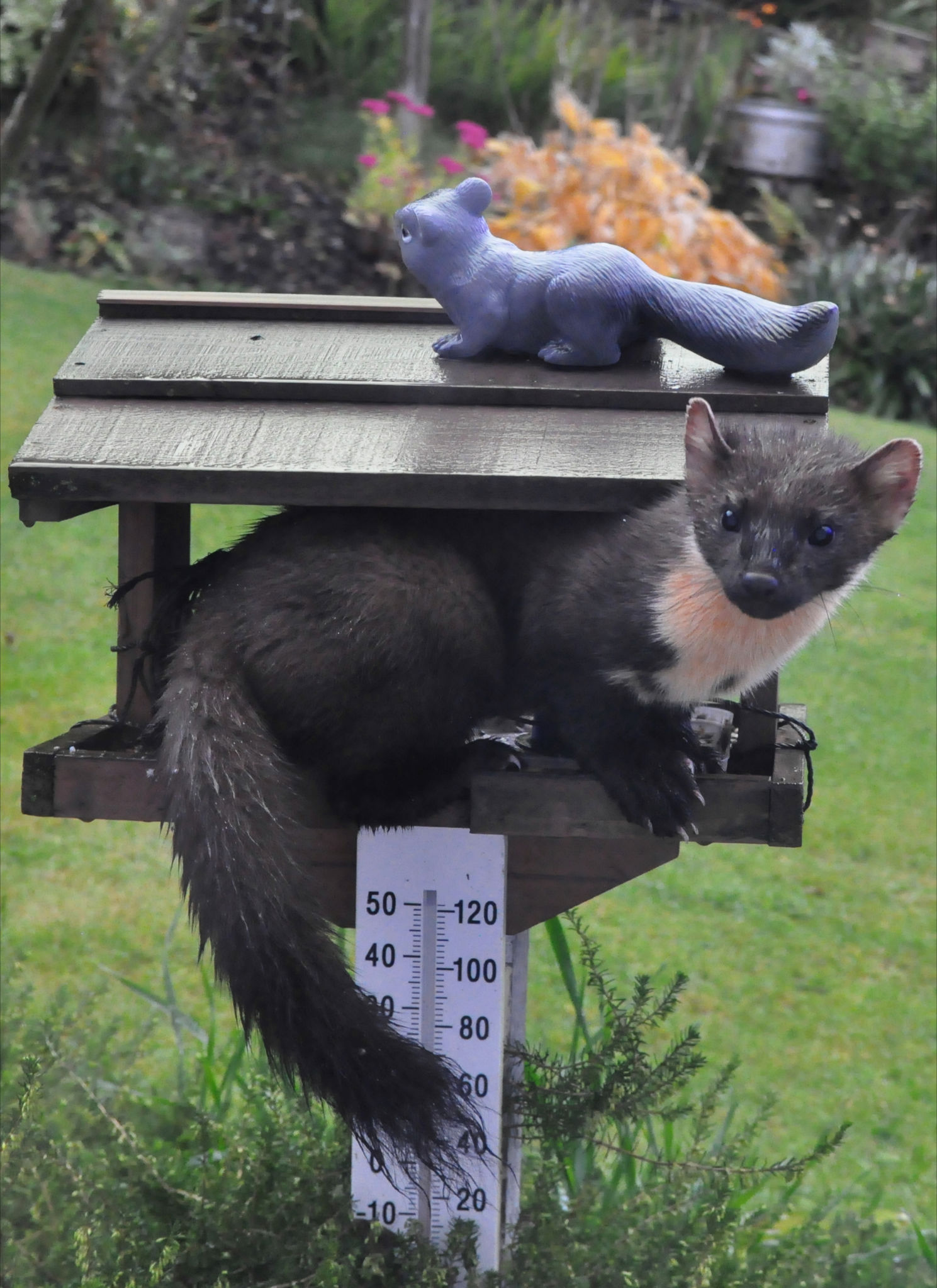 A pine martin in our bird house