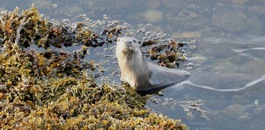 An otter on the foreshore